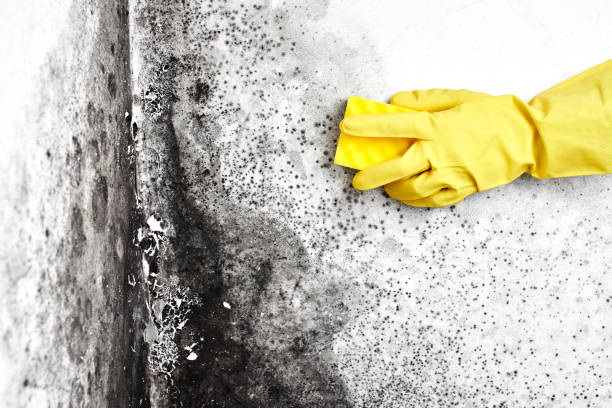 Biohazard Mold Removal in Yucca Valley, CA